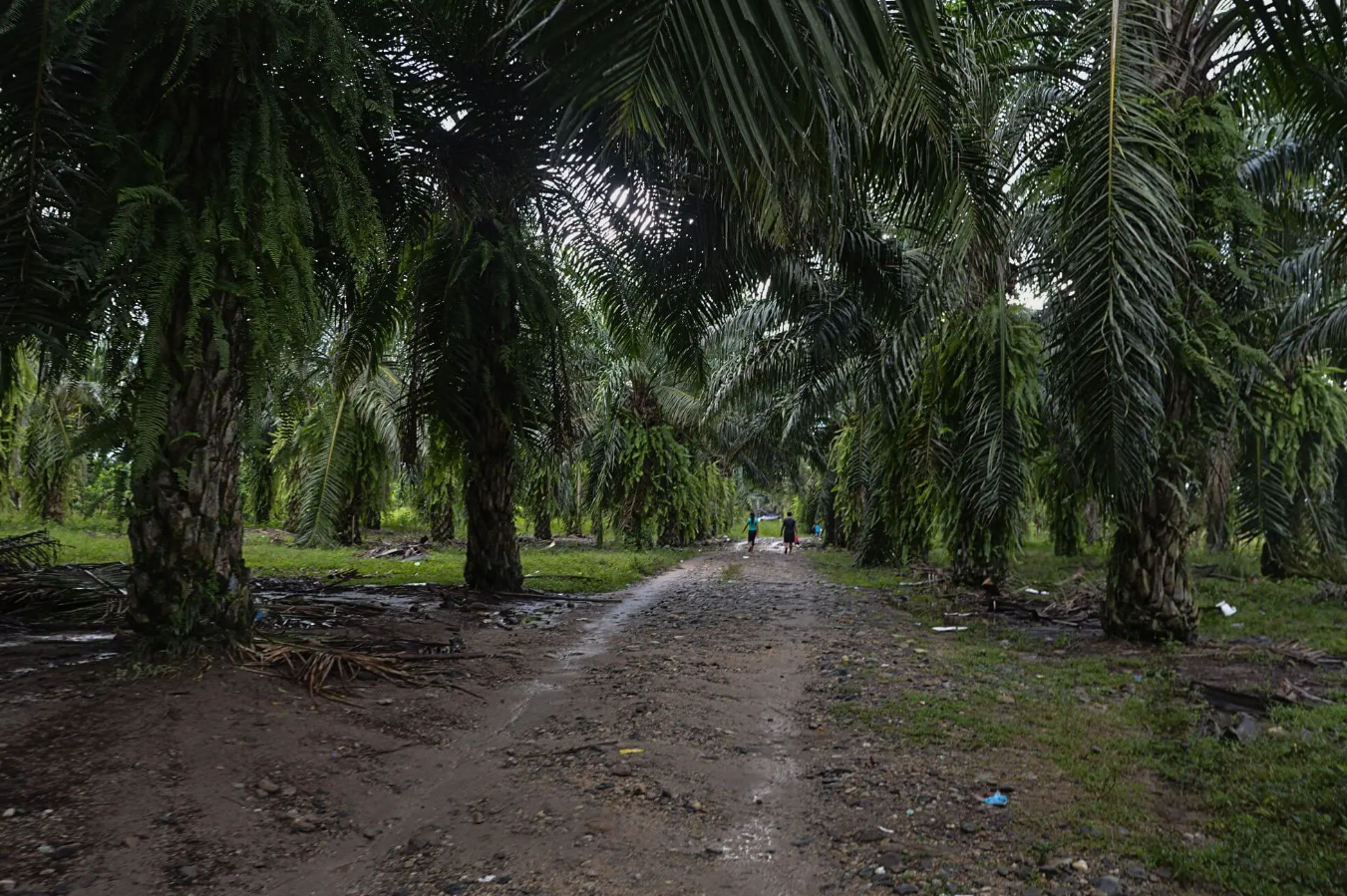  Plantaciones de Palma de aceite. Foto Nelton Rivera 