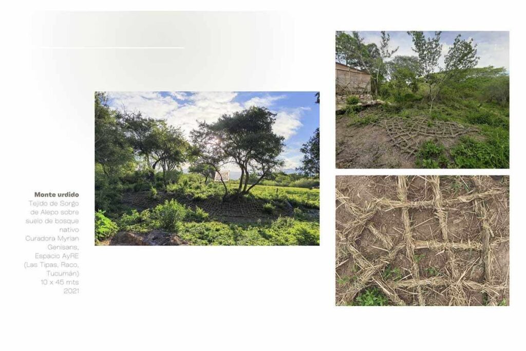  Foto: Guadalupe Carrizo – Tejido de sorgo de alepo 