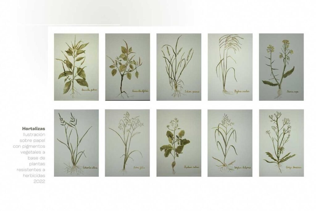  Foto: Guadalupe Carrizo – Ilustraciones con pigmentos vegetales 