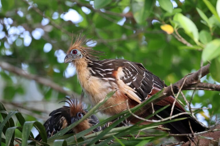  La pava hedionda es una de las aves más fáciles de ver en los alrededores de Sani Lodge. Foto: Rhett Butler 