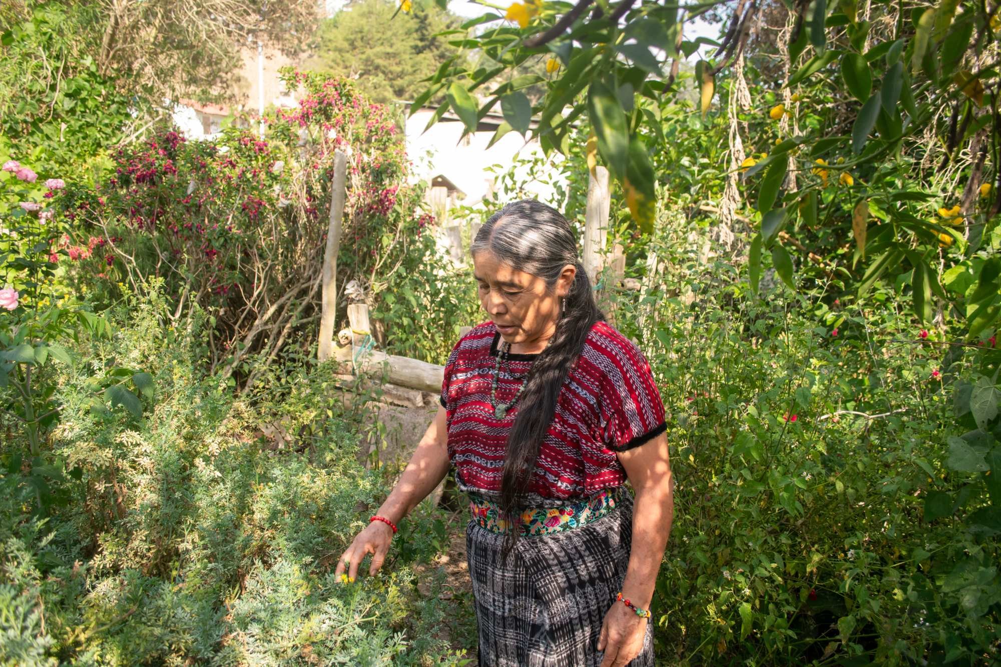  La abuela María Us es una experta en el uso de las plantas medicinales, algo que aprendió con su padre. Foto Joel Solano 