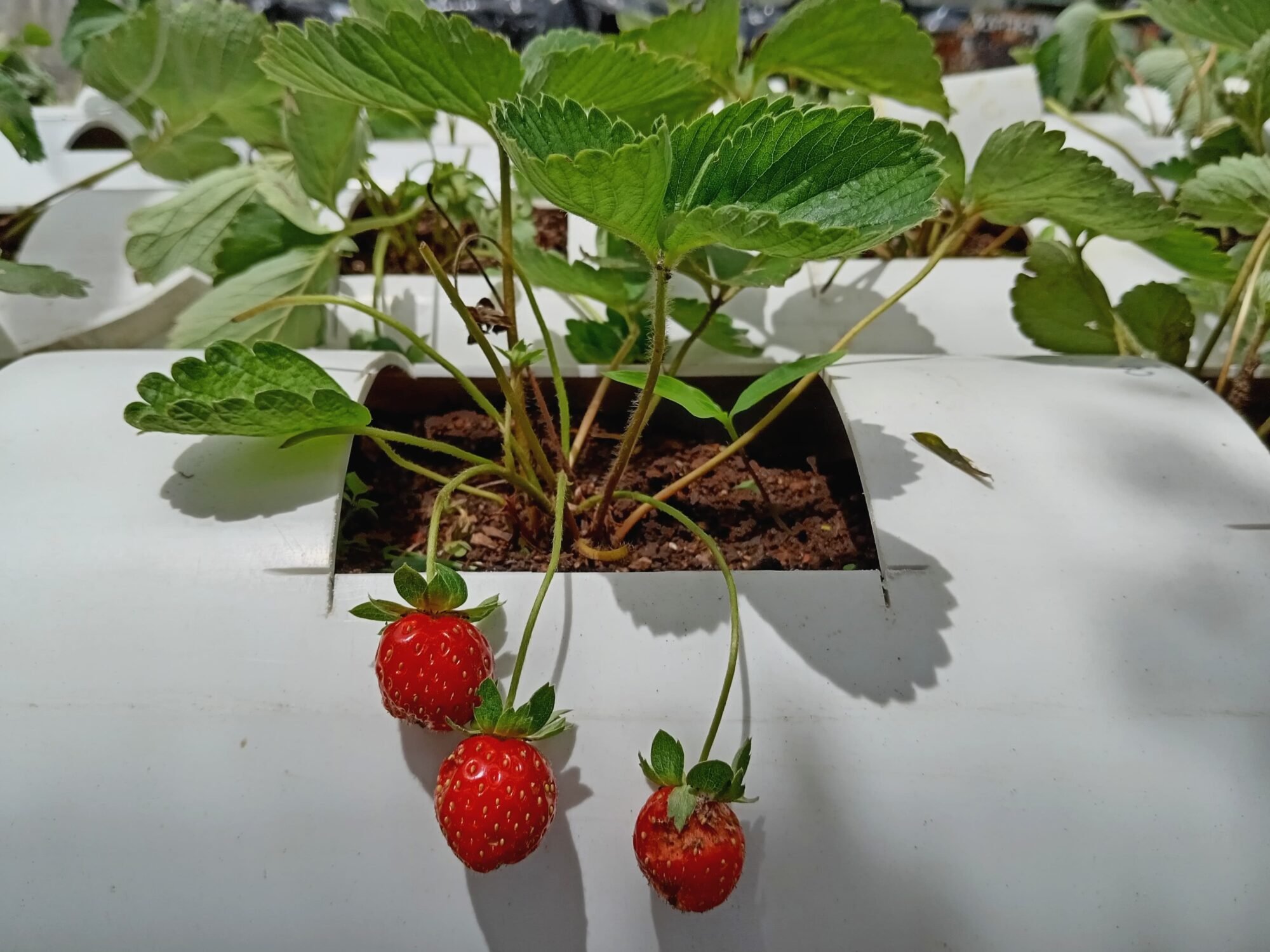  Fresas orgánicas listas para la cosecha. Foto de Maylin Hernández 
