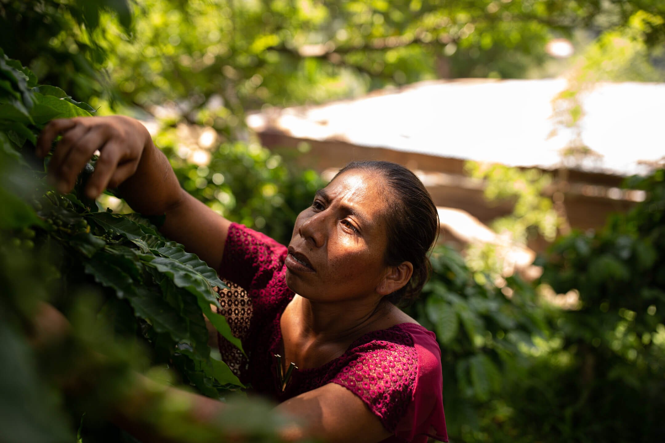  Candelaria Chun cosechando café. Fotografía: Claudio Vásquez Bianchi/We Effect 