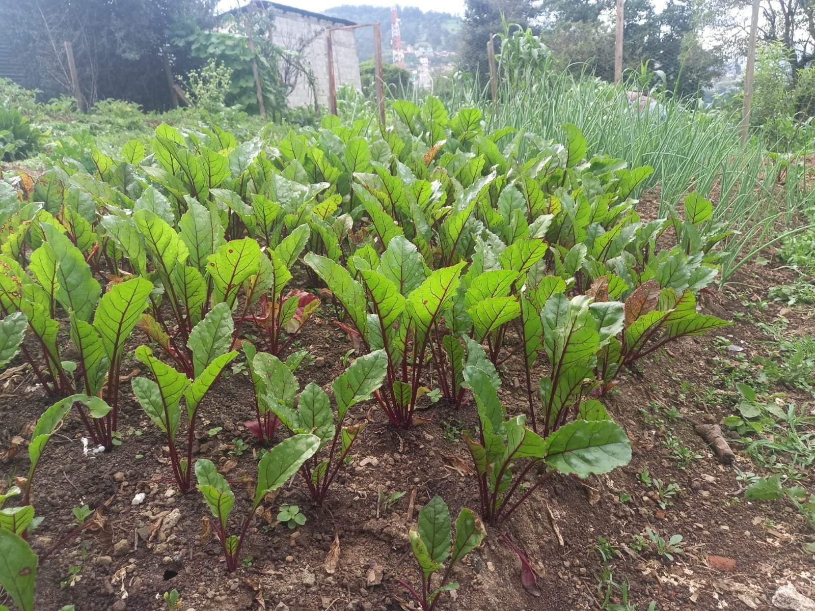  Huerto agroecológico. Foto de Hugo Bulux 