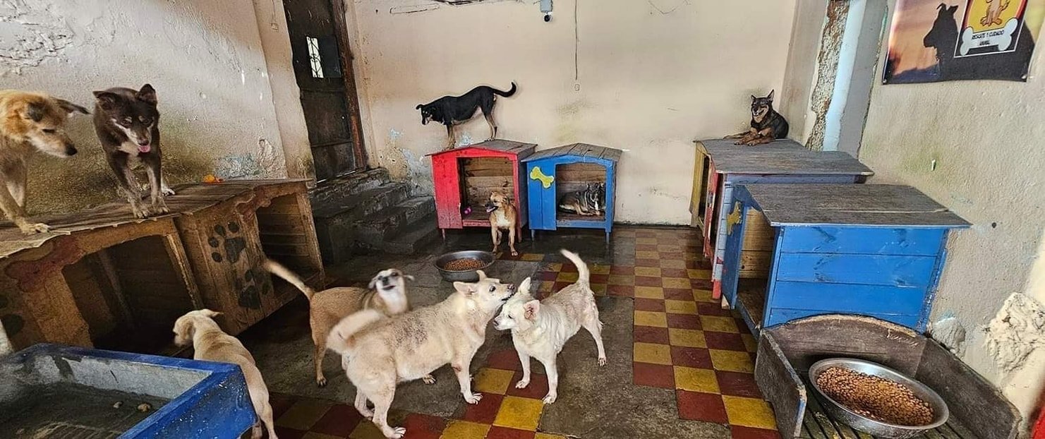  Foto: Rescate Animal Guatemala 