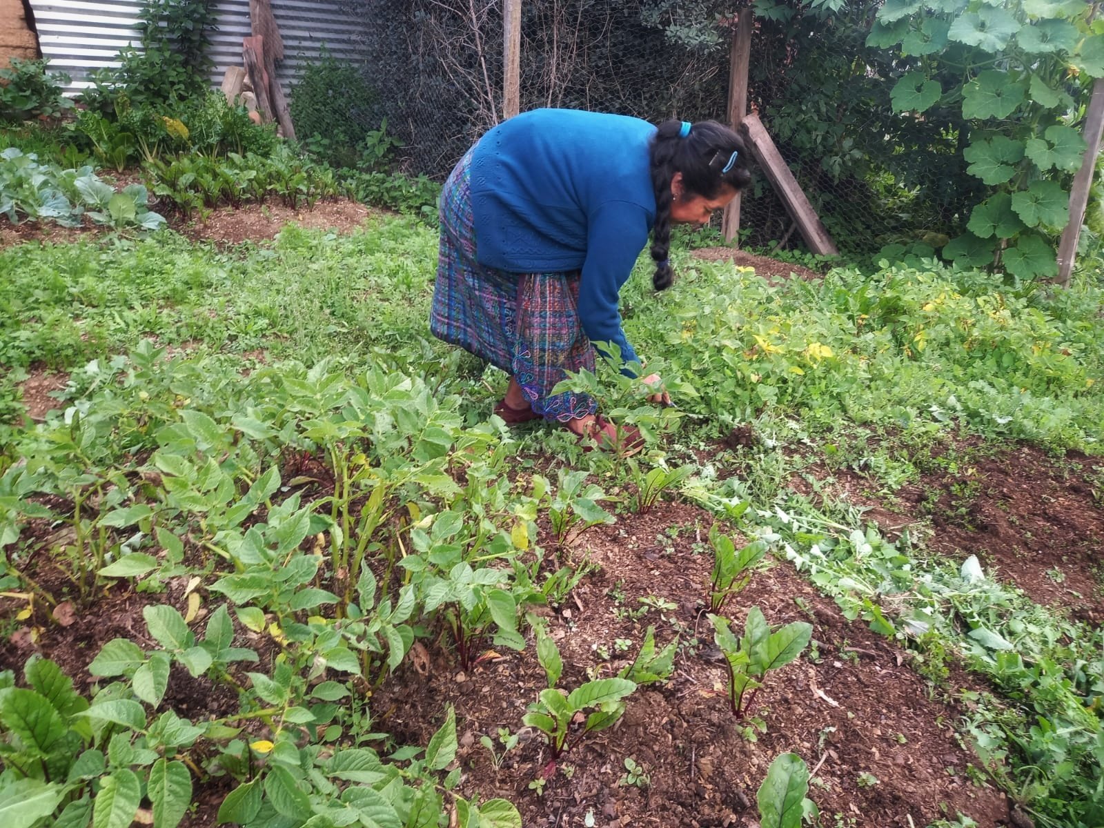  Desde que produzco mis hortalizas he mejorado mi alimentación, cuenta doña Carmela. Foto de Hugo Bulux 