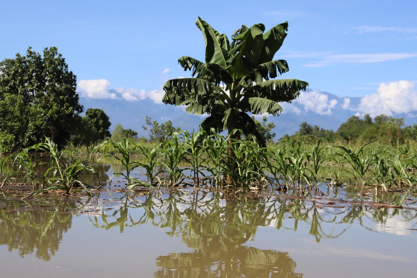  Siembra de plátanos también se inunda en Panzós. 