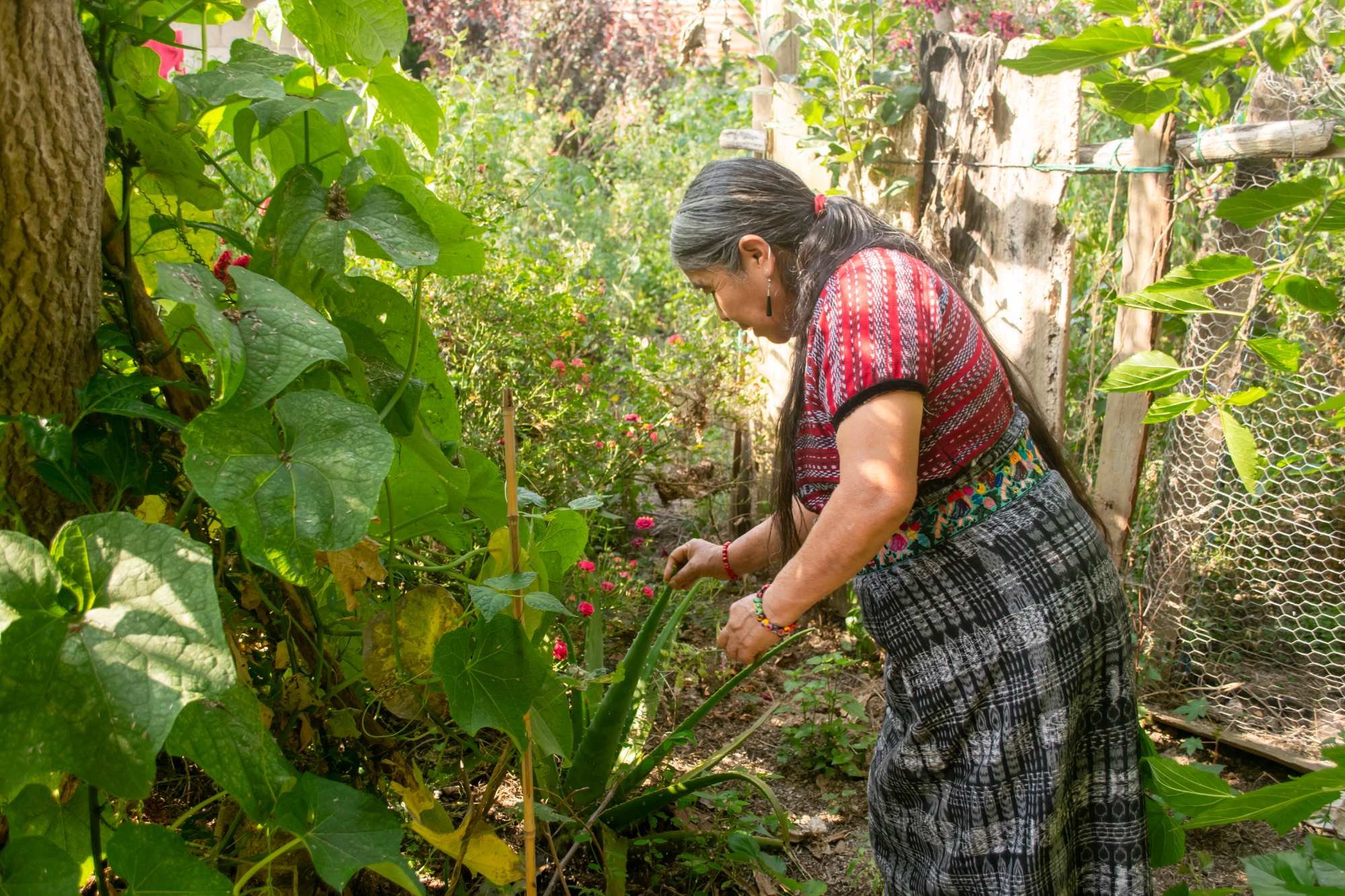  María Us señala que si una persona se trata con plantas debe hacerlo de manera continua y no una sola vez. Foto Joel Solano 