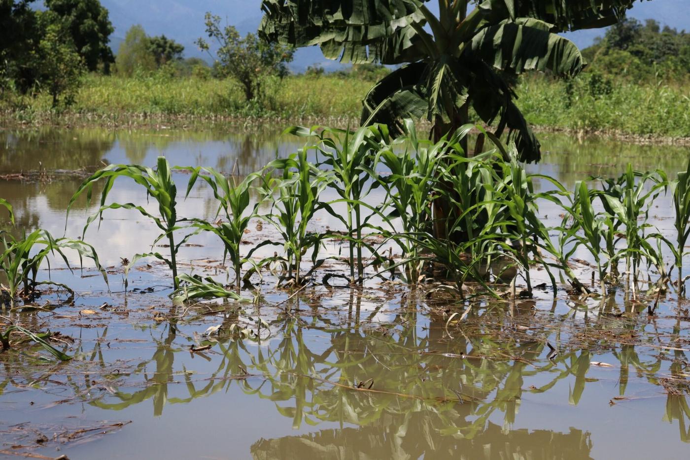  Siembra de milpa inundada. 