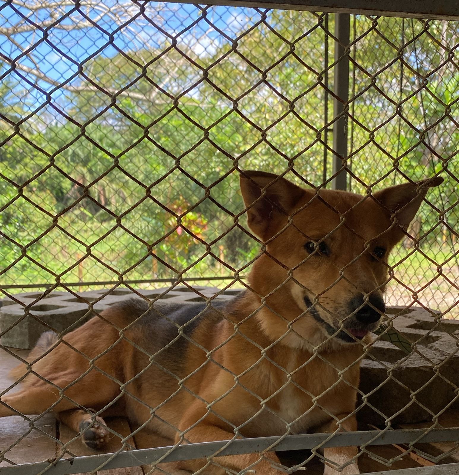  Foto: Huellas de Amor 