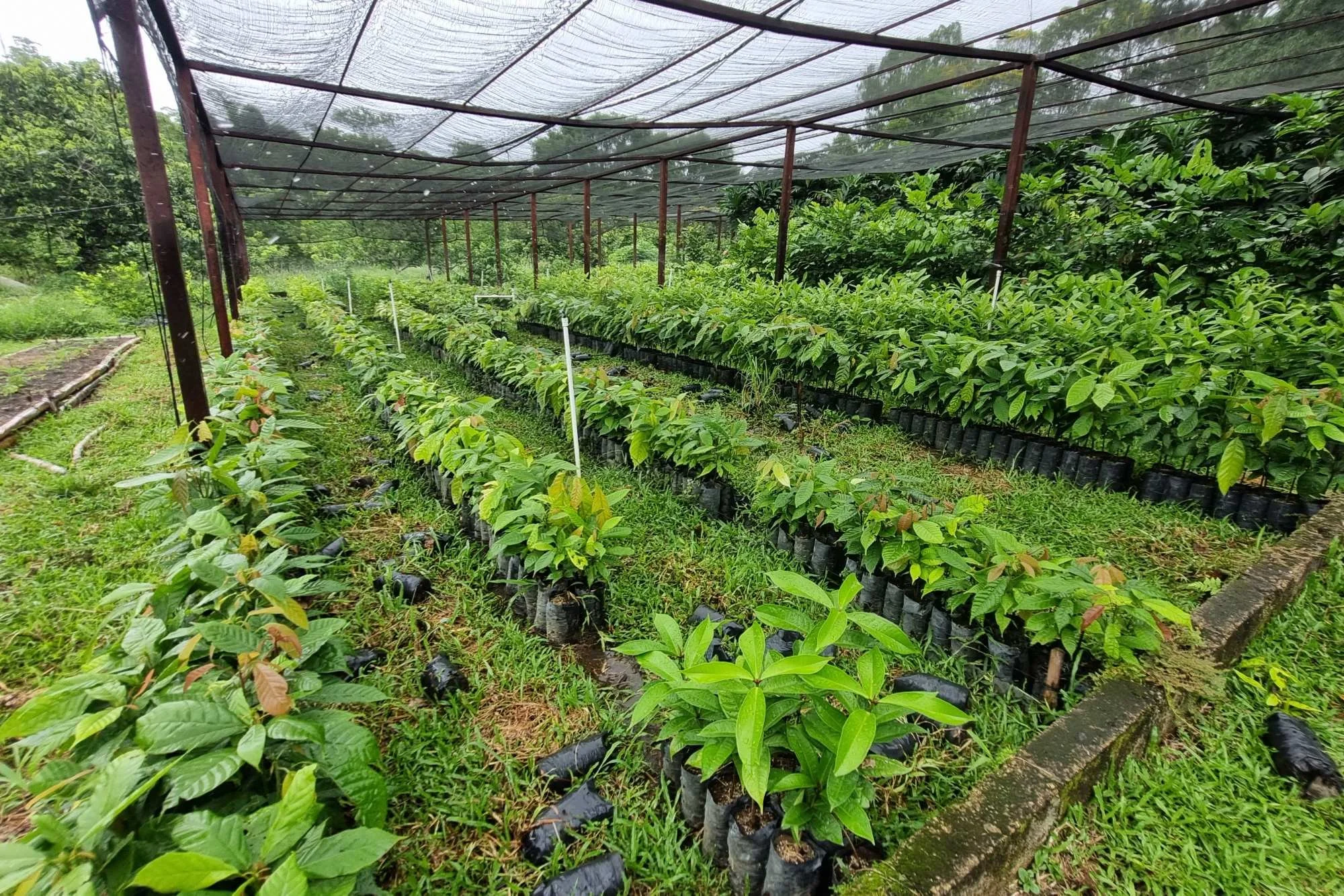  El cacao se produce en varios departamentos, pero principalmente en Alta Verapaz. Foto Joel Pérez 