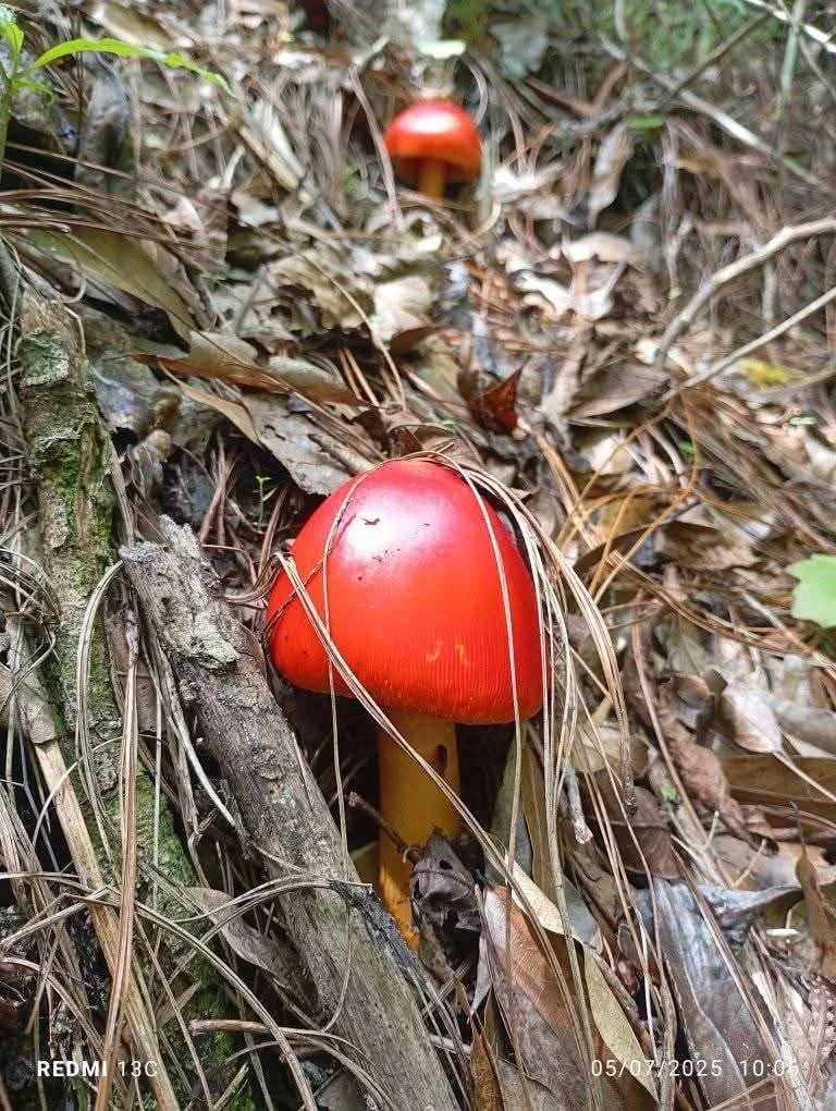  Hongos de San Juan, conocidos en Kaqchikel como Q’atzuy. Foto Joel Solano 