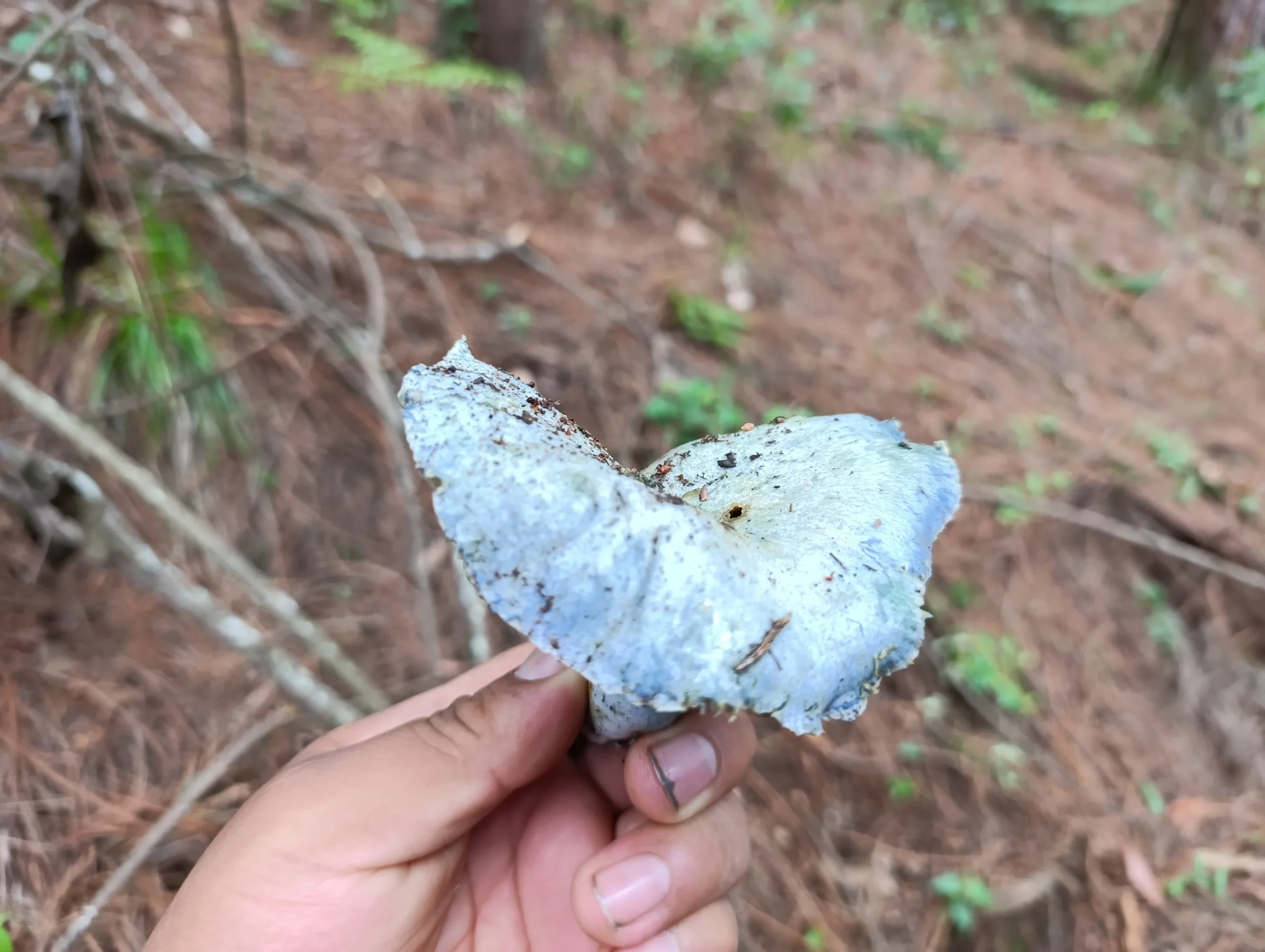  Hongo Ruwi’ Xar, llamado así porque se asemeja a la cabeza de color azul del pájaro Xar. Foto Joel Solano 