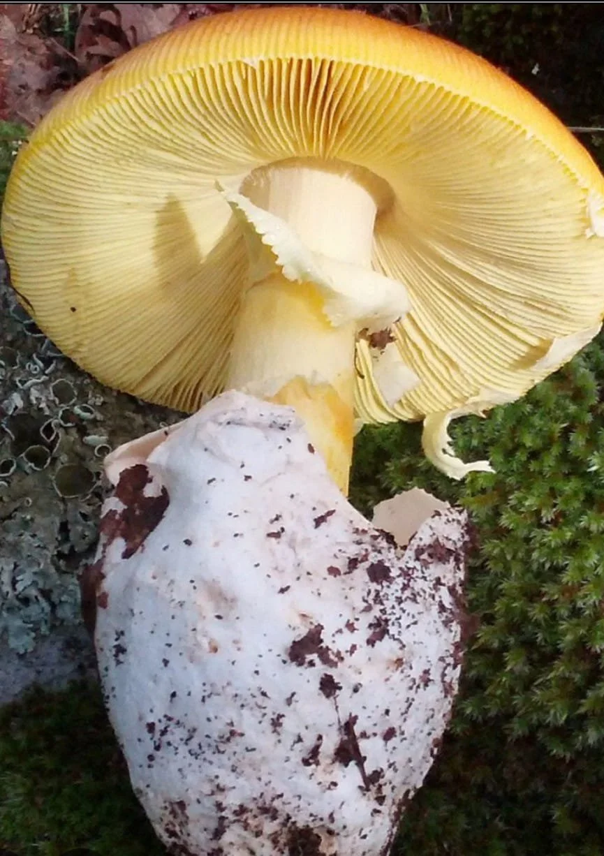  Aspecto de un hongo comestible con un velo que se desprende mientras el hongo va creciendo. Foto Joel Solano 