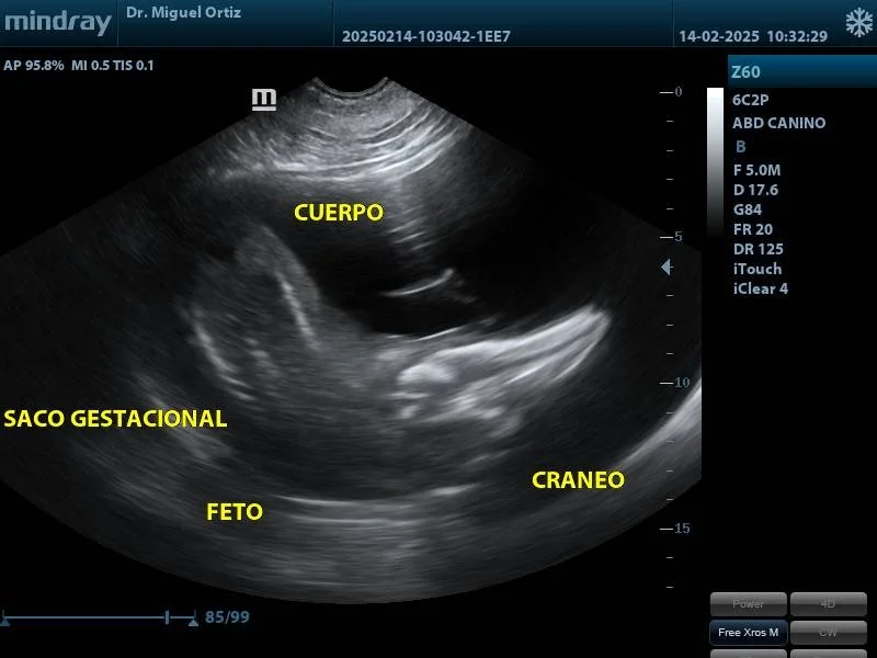  Registro ecográfico de delfín de río hembra, en periodo de gestación. Foto: cortesía MV. Miguel Ortiz 