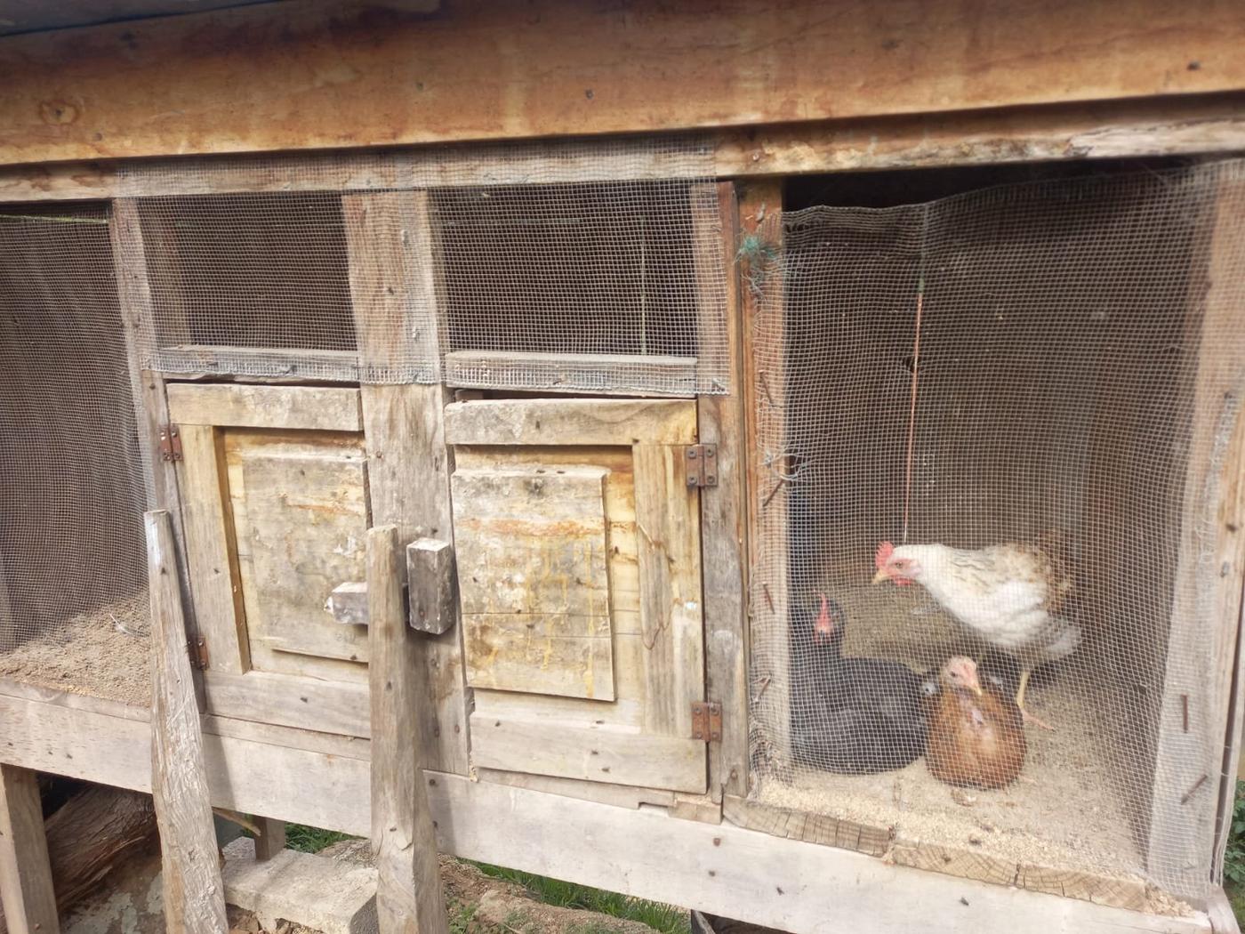  Crianza de animales de patio. Foto Hugo Bulux 