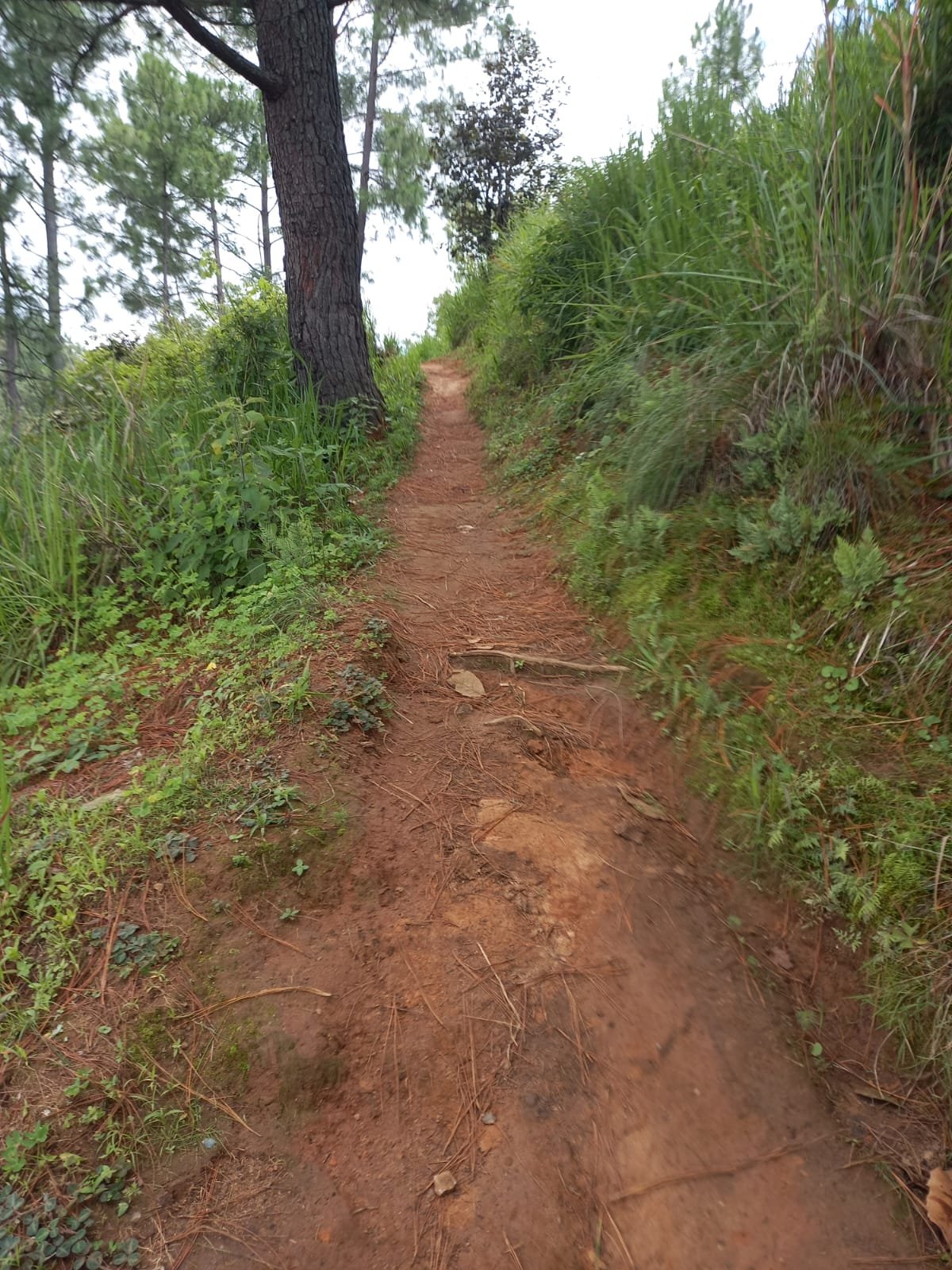  El camino que recorre diariamente la abuela comadrona. Foto de Hugo Bulux 