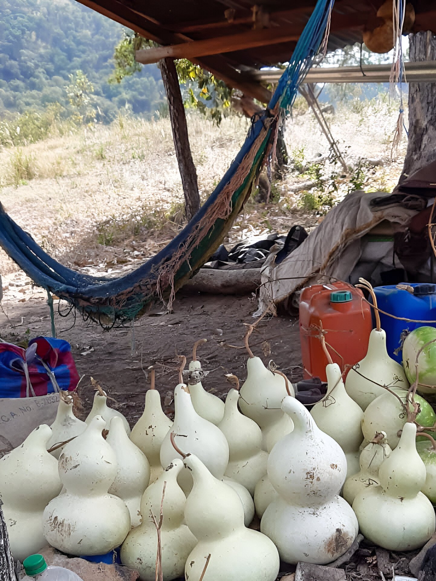  Cosecha de tecomates en la Reserva Natural El Garrobo, ubicada en Palencia. Foto cortesía de Moisés Quevedo Martínez 