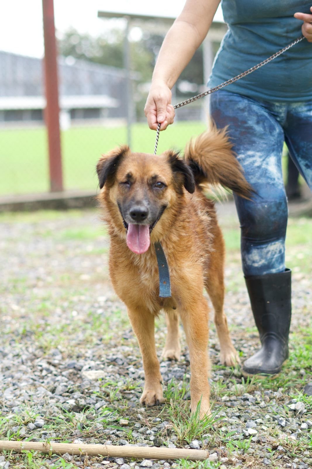  Foto: Huellas de Amor 