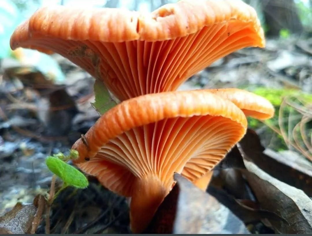 Créditos: Hongo Tolo’r en San Juan Comalapa, Chimaltenango. Foto Joel Solano