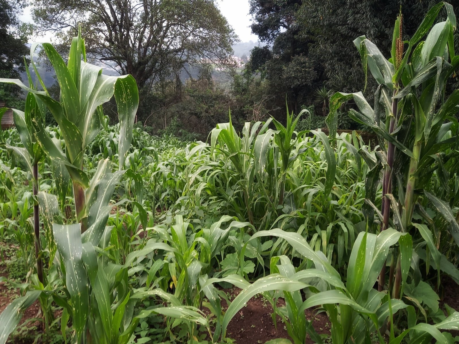  Siembra de milpa. Foto de Hugo Bulux 